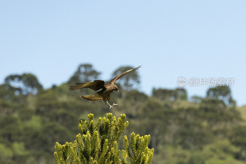 Chimango Caracara (Milvago ximango)